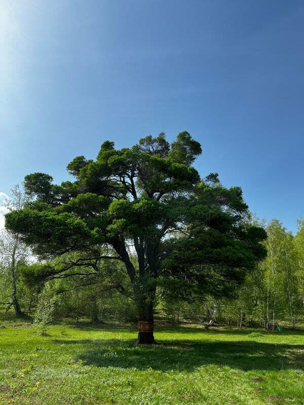 Автотур к Кужановским лиственницам и водопаду Могак 